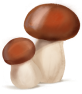 грибы