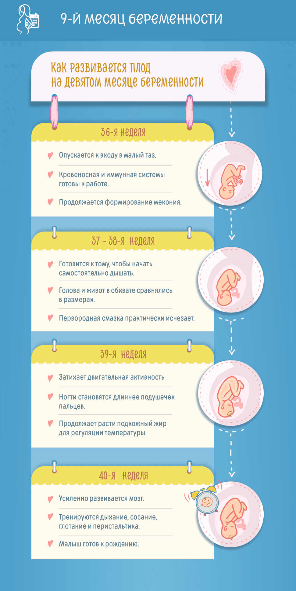 Девятый месяц беременности: изменения в женском организме и развитие плода по неделям