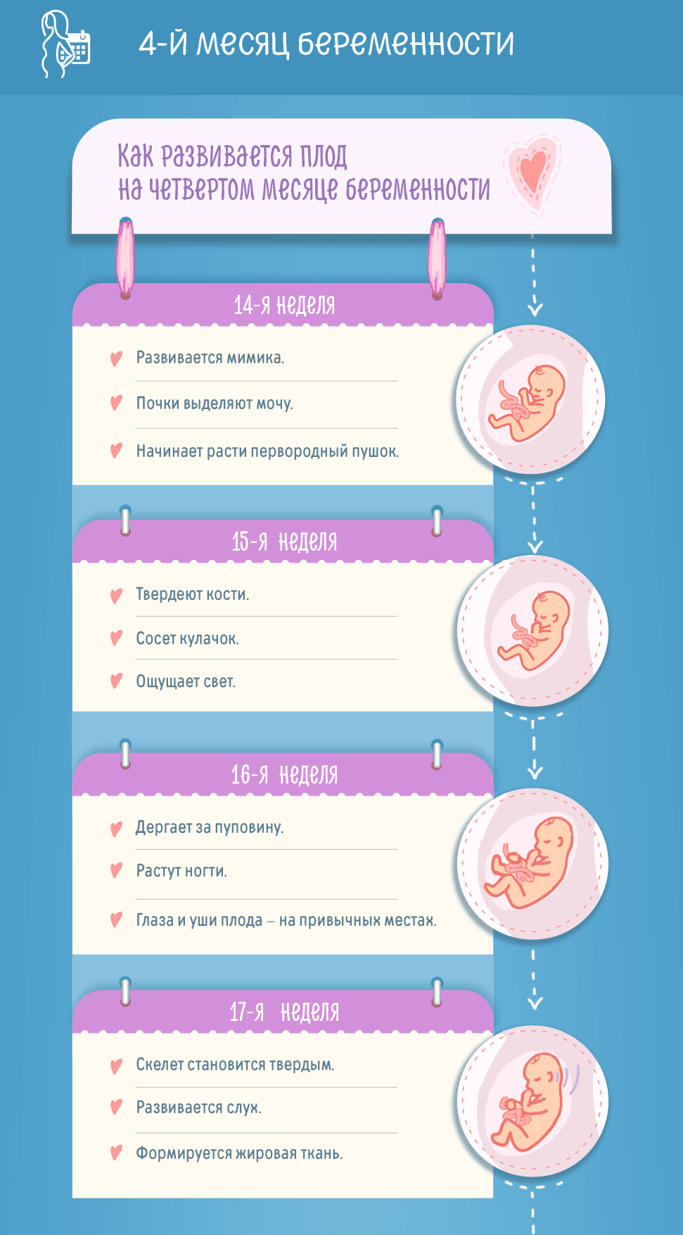 Беременность: 4 месяца