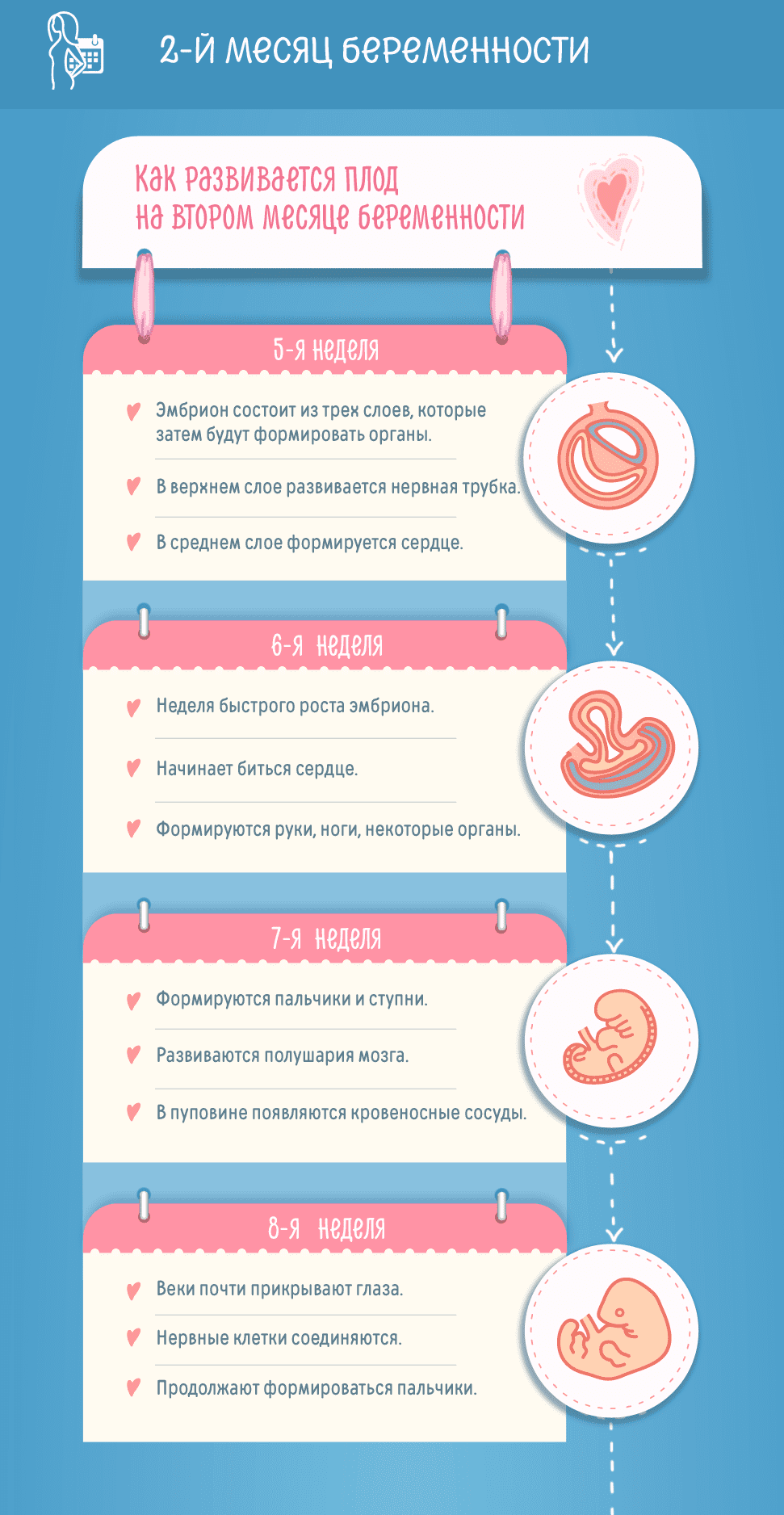 Второй месяц беременности: изменения в женском организме и развитие плода по неделям