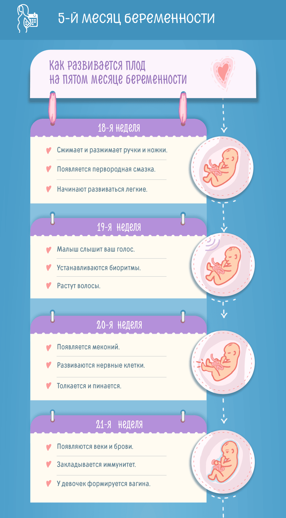 Пятый месяц беременности