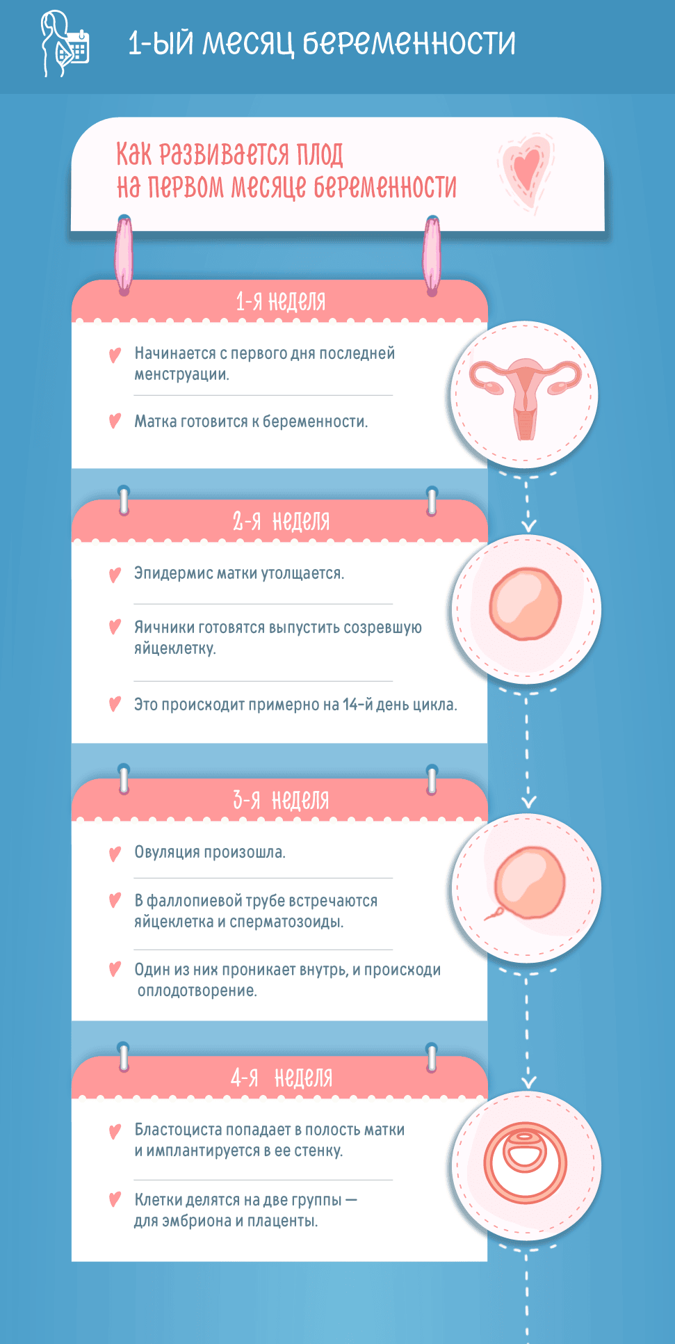 Первый месяц беременности: изменения в женском организме и развитие плода по неделям