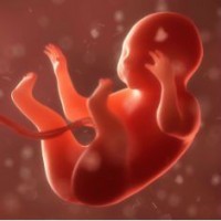 14 неделя беременности развитие плода