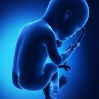 29 неделя беременности развитие плода